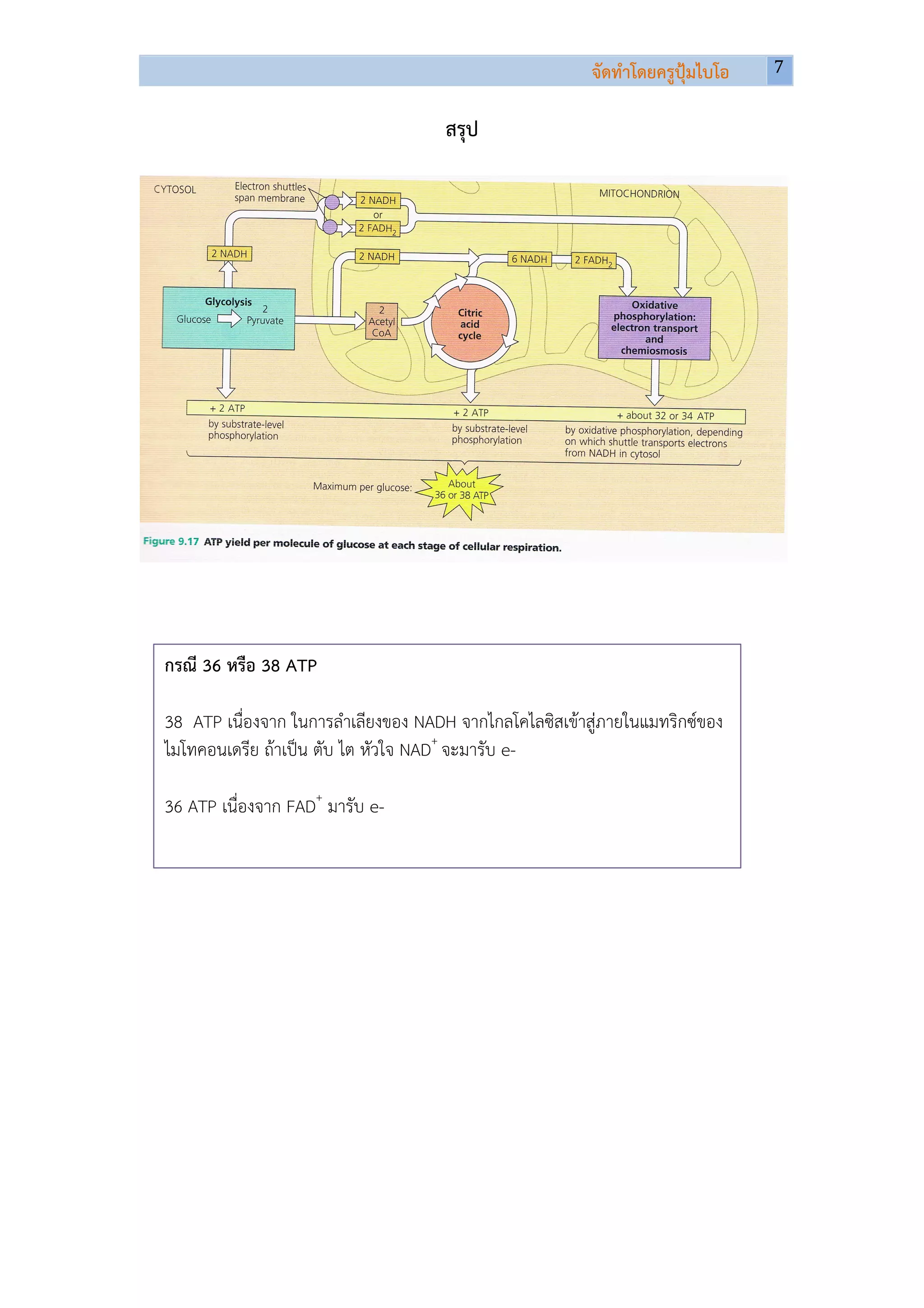 จัดทําโดยครูปุมไบโอ   7	
  
                                                                                       	
  
	
  
                                            สรุป




       กรณี 36 หรือ 38 ATP

       38 ATP เนื่องจาก ในการลําเลียงของ NADH จากไกลโคไลซิสเขาสูภายในแมทริกซของ
       ไมโทคอนเดรีย ถาเปน ตับ ไต หัวใจ NAD+ จะมารับ e-

       36 ATP เนื่องจาก FAD+ มารับ e-
 