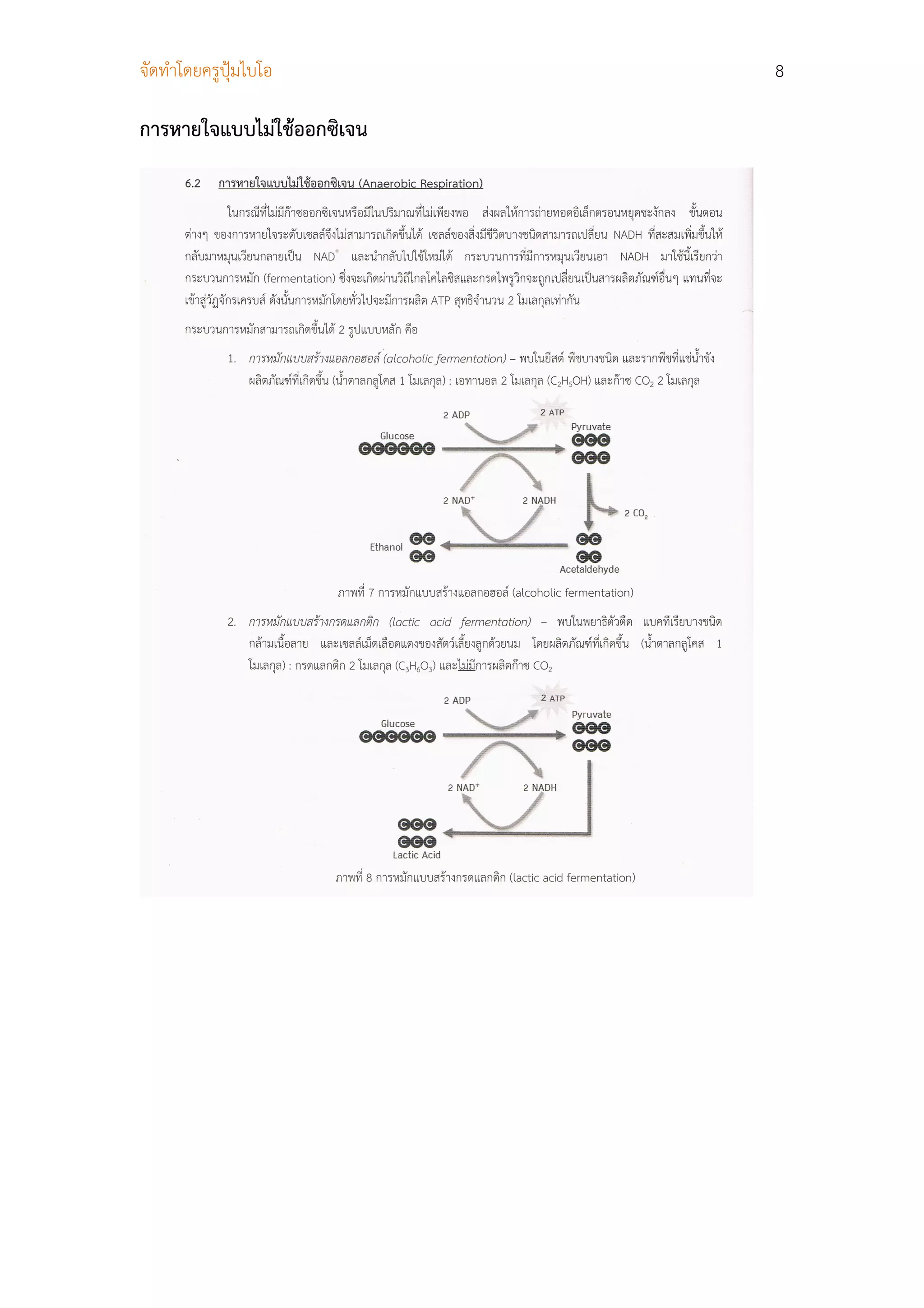 จัดทําโดยครูปุมไบโอ        8

การหายใจแบบไมใชออกซิเจน
 