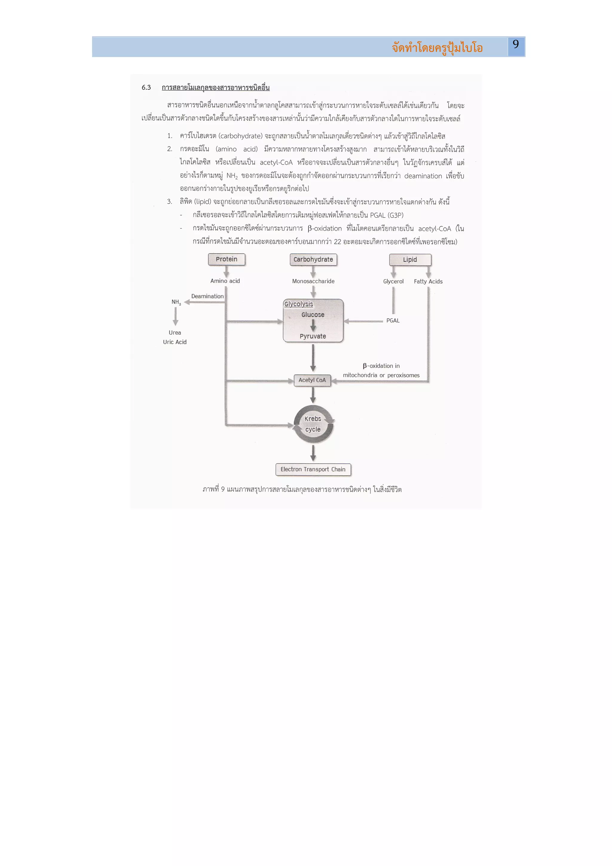 จัดทําโดยครูปุมไบโอ   9	
  
                              	
  
	
  
 