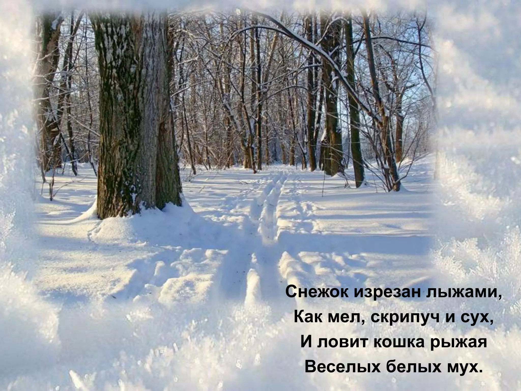 Снежок изрезан лыжами,
 Как мел, скрипуч и сух,
  И ловит кошка рыжая
  Веселых белых мух.
 