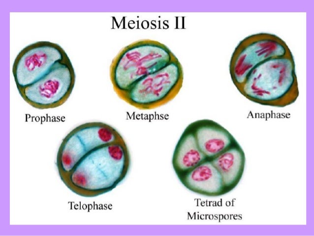 Stages Of Meiosis Bioninja