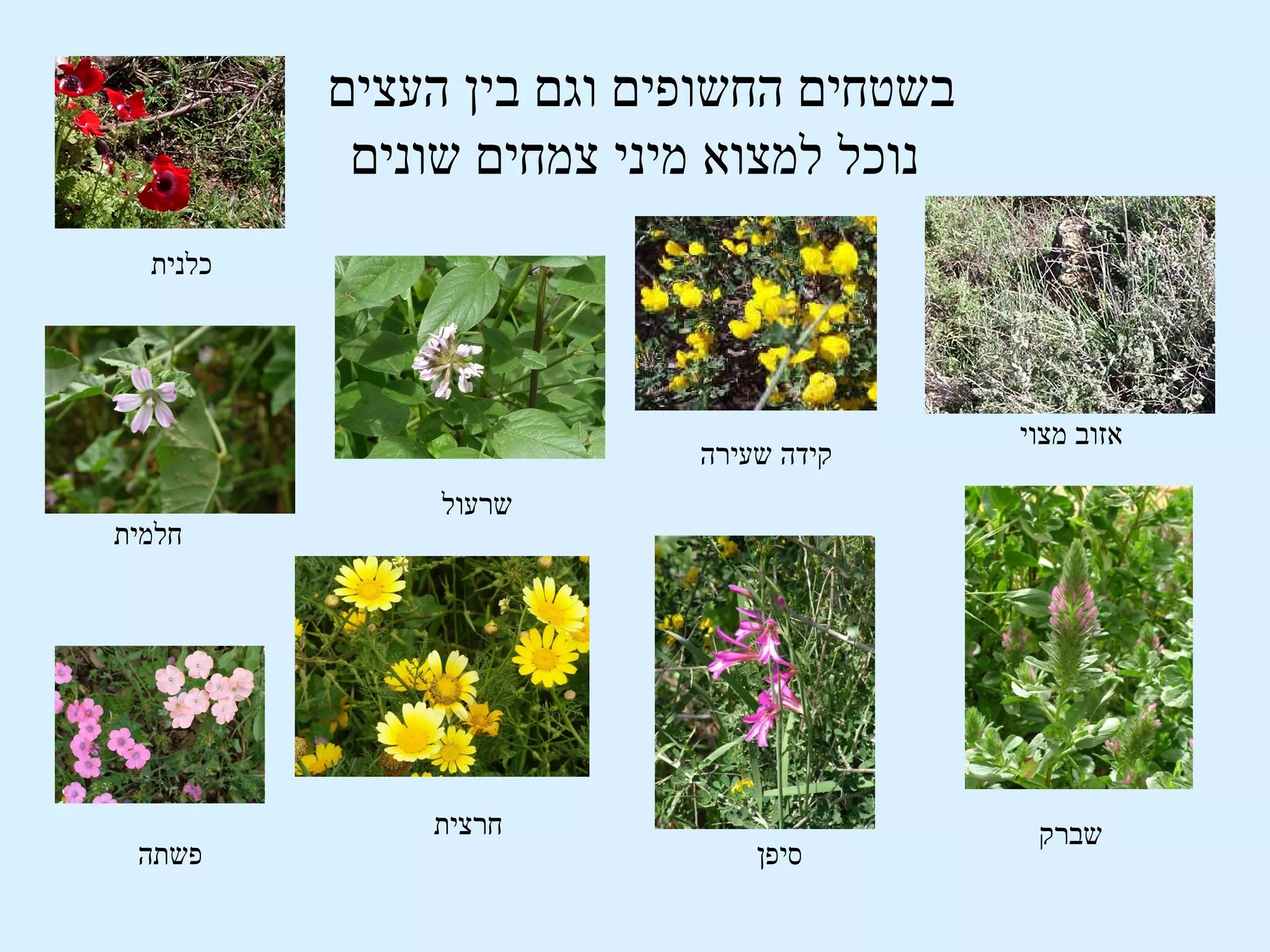 ‫בשטחים החשופים וגם בין העצים‬
           ‫נוכל למצוא מיני צמחים שונים‬
  ‫כלנית‬




                                         ‫אזוב מצוי‬
                          ‫קידה שעירה‬
               ‫שרעול‬
‫חלמית‬




              ‫חרצית‬                       ‫שברק‬
 ‫פשתה‬                         ‫סיפן‬
 