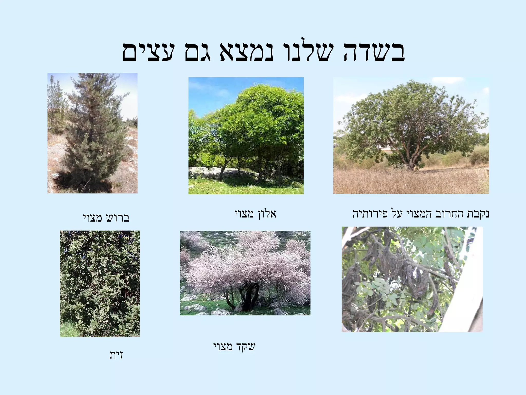 ‫בשדה שלנו נמצא גם עצים‬



‫ברוש מצוי‬        ‫אלון מצוי‬   ‫נקבת החרוב המצוי על פירותיה‬




              ‫שקד מצוי‬
     ‫זית‬
 