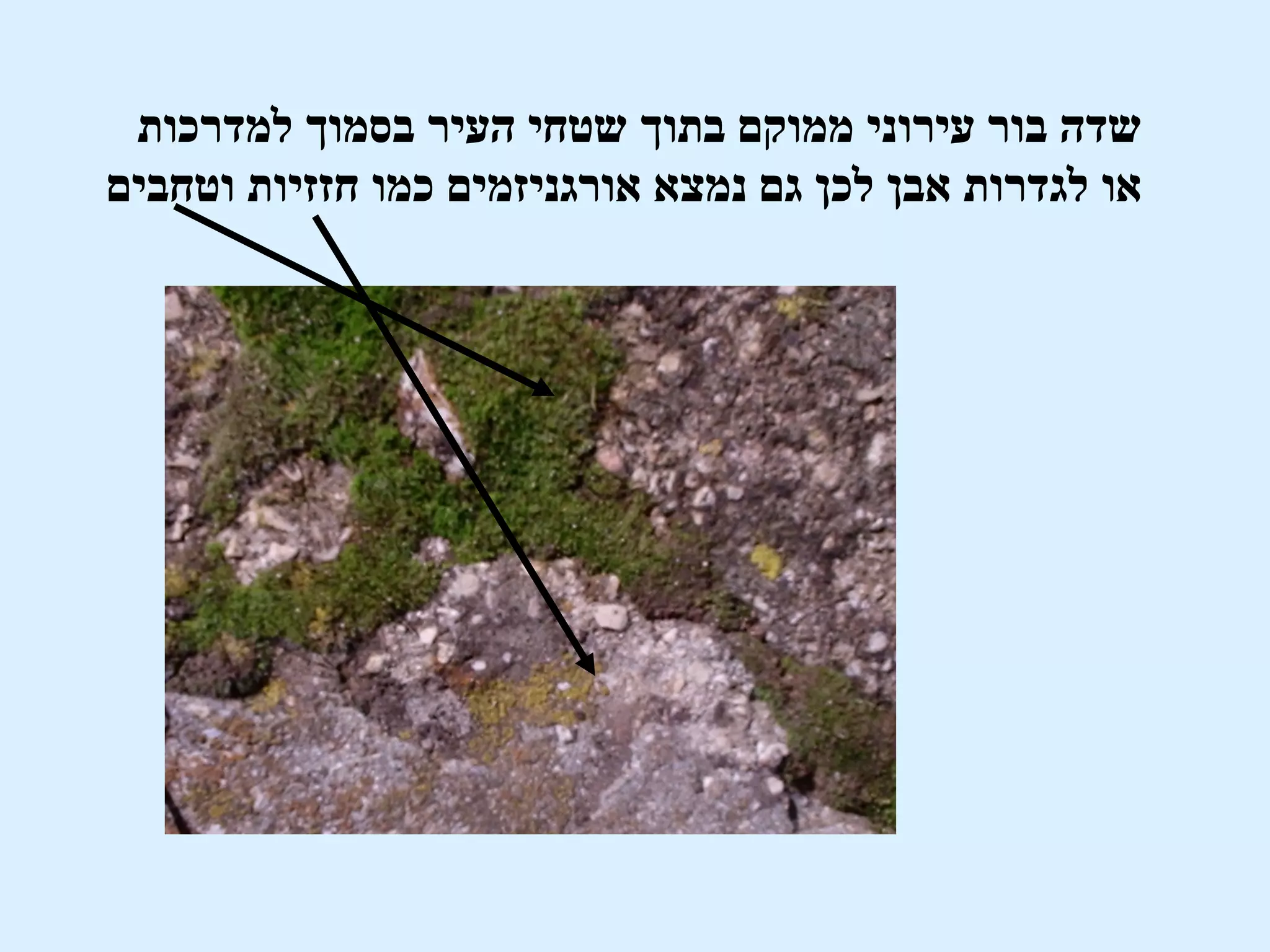 ‫שדה בור עירוני ממוקם בתוך שטחי העיר בסמוך למדרכות‬
‫או לגדרות אבן לכן גם נמצא אורגניזמים כמו חזזיות וטחבים‬
 