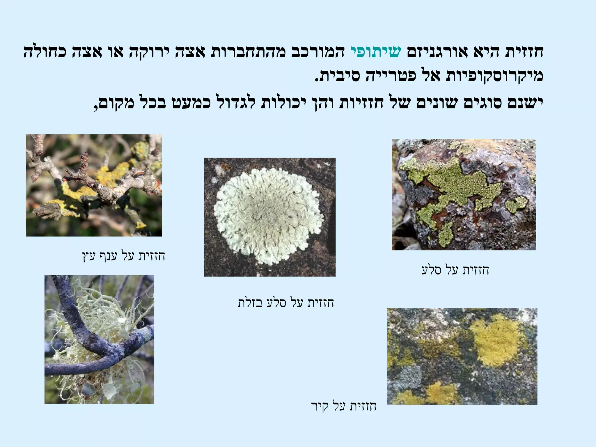 ‫חזזית היא אורגניזם שיתופי המורכב מהתחברות אצה ירוקה או אצה כחולה‬
                                    ‫מיקרוסקופיות אל פטרייה סיבית.‬
        ‫ישנם סוגים שונים של חזזיות והן יכולות לגדול כמעט בכל מקום,‬




       ‫חזזית על ענף עץ‬
                                                      ‫חזזית על סלע‬

                           ‫חזזית על סלע בזלת‬




                                       ‫חזזית על קיר‬
 