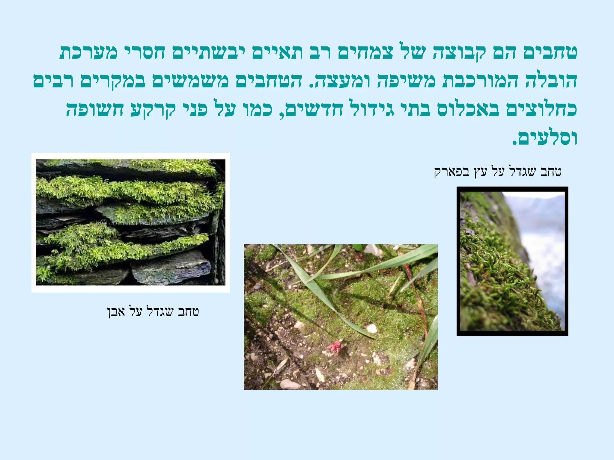 ‫טחבים הם קבוצה של צמחים רב תאיים יבשתיים חסרי מערכת‬
‫הובלה המורכבת משיפה ומעצה. הטחבים משמשים במקרים רבים‬
    ‫כחלוצים באכלוס בתי גידול חדשים, כמו על פני קרקע חשופה‬
                                                  ‫וסלעים.‬
                                         ‫טחב שגדל על עץ בפארק‬




       ‫טחב שגדל על אבן‬
 