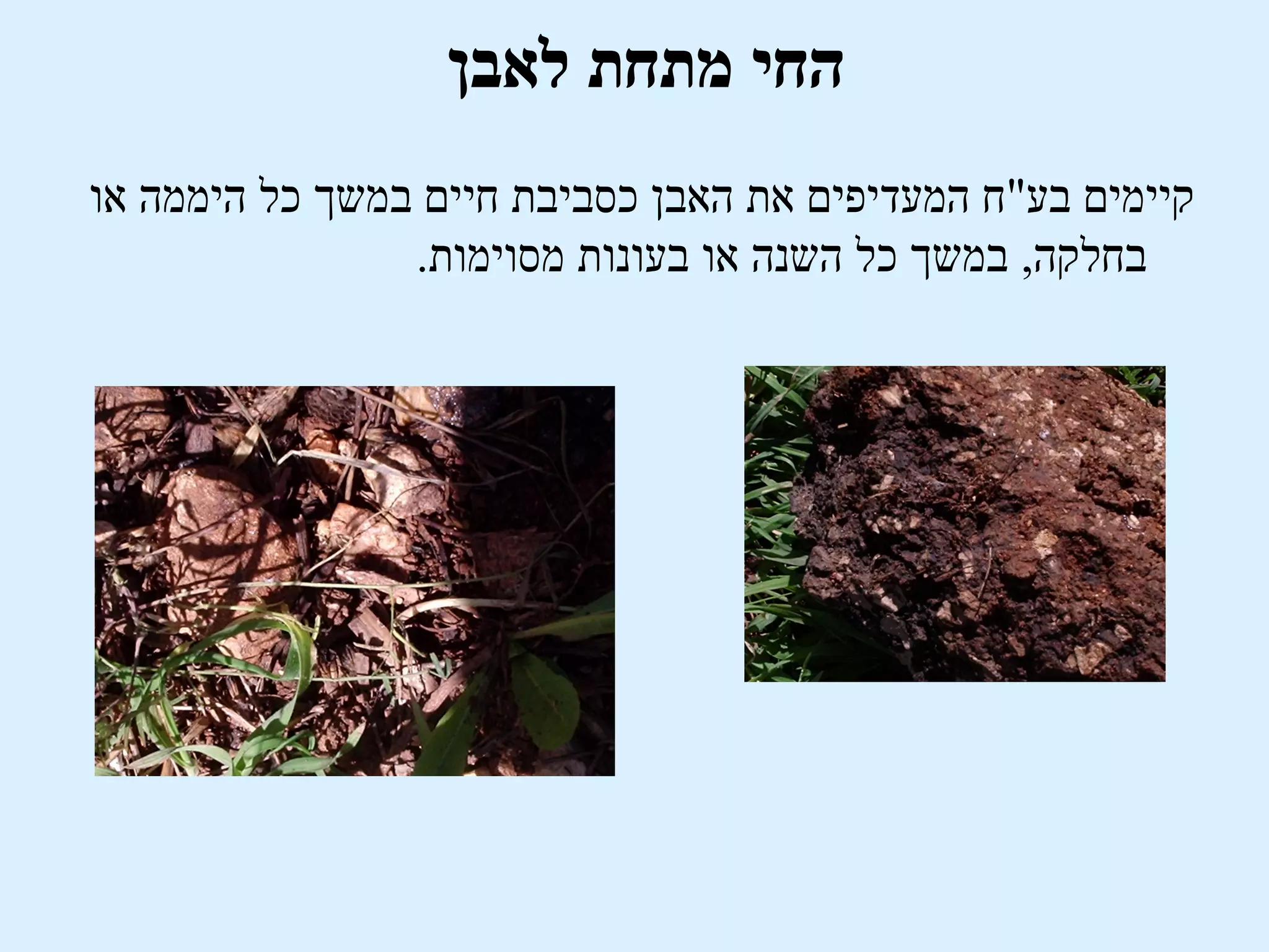 ‫החי מתחת לאבן‬
‫קיימים בע"ח המעדיפים את האבן כסביבת חיים במשך כל היממה או‬
                ‫בחלקה, במשך כל השנה או בעונות מסוימות.‬
 