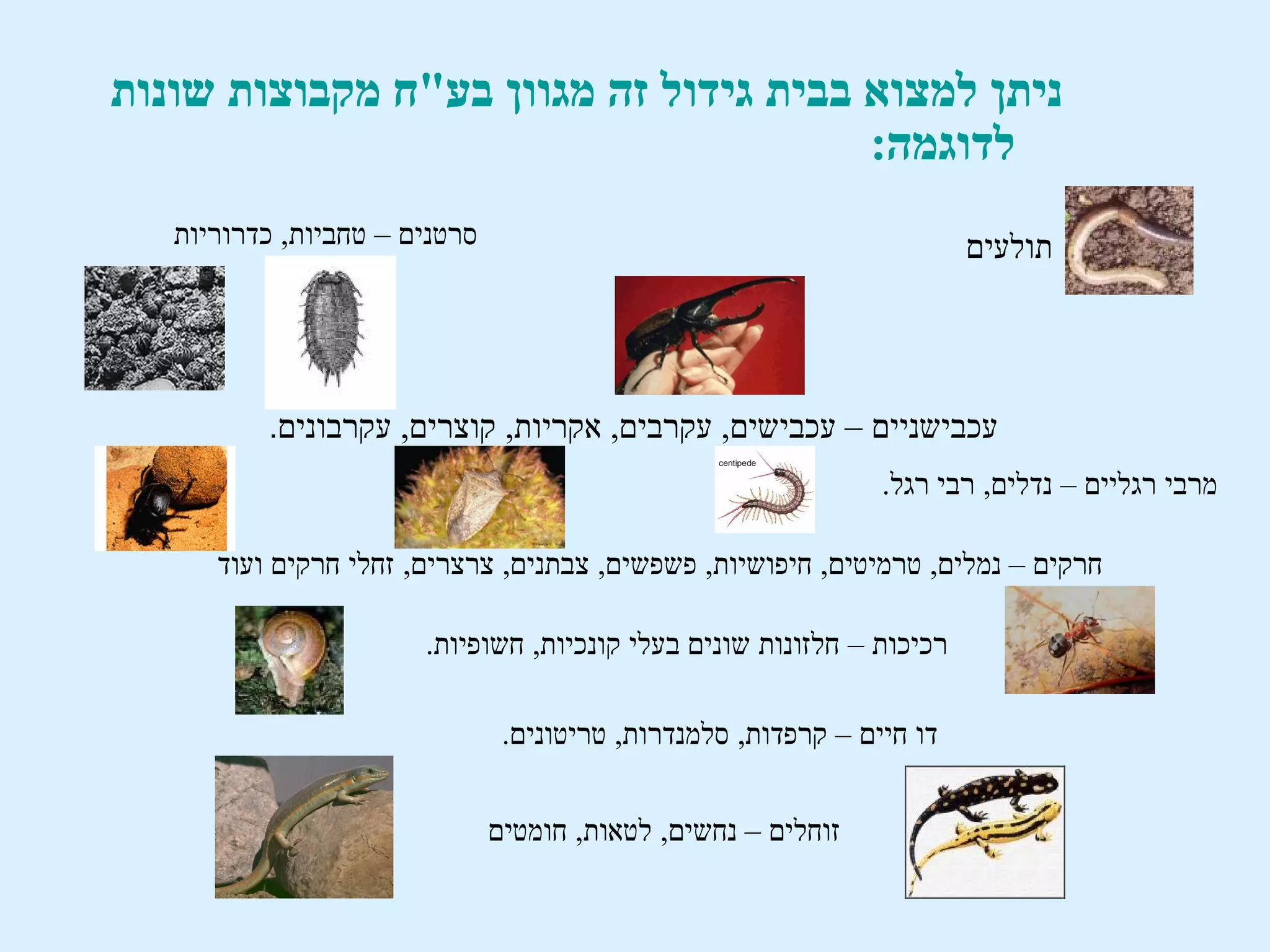 ‫ניתן למצוא בבית גידול זה מגוון בע"ח מקבוצות שונות‬
                                       ‫לדוגמה:‬
   ‫סרטנים – טחביות, כדרוריות‬                                            ‫תולעים‬




          ‫עכבישניים – עכבישים, עקרבים, אקריות, קוצרים, עקרבונים.‬
                                                                ‫מרבי רגליים – נדלים, רבי רגל.‬

      ‫חרקים – נמלים, טרמיטים, חיפושיות, פשפשים, צבתנים, צרצרים, זחלי חרקים ועוד‬

                       ‫רכיכות – חלזונות שונים בעלי קונכיות, חשופיות.‬

                                ‫דו חיים – קרפדות, סלמנדרות, טריטונים.‬


                               ‫זוחלים – נחשים, לטאות, חומטים‬
 