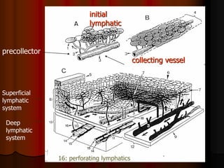 initial
                          lymphatic


precollector
                                            collecting vessel



Superficial
lymphatic
system

 Deep
 lymphatic
 system


               16: perforating lymphatics
 