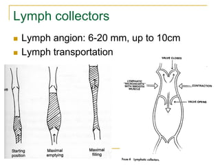 Lymph collectors
   Lymph angion: 6-20 mm, up to 10cm
   Lymph transportation
 