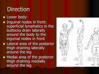 Direction
 Lower body:
 Inguinal nodes in front:
  superficial lymphatics in the
  buttocks drain laterally
  around the body to the
  inguinal nodes in front
 Lateral area of the posterior
  thigh draining laterally
  around the leg
 Medial area of the posterior
  thigh draining medially
  around the leg
 