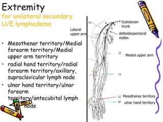 Extremity
for unilateral secondary
U/E lymphedema                        Subclavian
                                      trunk
                         Lateral
                         upper arm   deltoideopectoral
                                     nodes
• Mesothenar territory/Medial
  forearm territory/Medial
  upper arm territory                    Medial upper arm

• radial hand territory/radial
  forearm territory/axillary,
  supraclavicular lymph node
• ulnar hand territory/ulnar
  forearm
                                       Mesothenar territory
  territory/antecubital lymph
                                        ulnar hand territory
         node
 