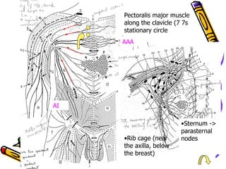 Pectoralis major muscle
     along the clavicle (7 7s
     stationary circle
     AAA




AI

                         •Sternum ->
                         parasternal
     •Rib cage (near     nodes
     the axilla, below
     the breast)
 