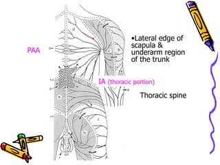 •Lateral edge of
                  scapula &
PAA               underarm region
                  of the trunk


      IA (thoracic portion)
                     Thoracic spine
 