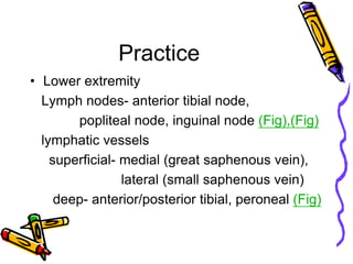 Practice
• Lower extremity
  Lymph nodes- anterior tibial node,
        popliteal node, inguinal node (Fig),(Fig)
  lymphatic vessels
    superficial- medial (great saphenous vein),
                 lateral (small saphenous vein)
     deep- anterior/posterior tibial, peroneal (Fig)
 