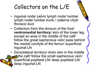 Collectors on the L/E
• inguinal node/ pelvic lymph node/ lumbar
  lymph node/ lumbar trunk / cisterna chyli/
  thoracic duct
• Collectors from the dorsum of the foot/
  ventromedial territory/ skin of the lower leg,
  except an area in the middle of the calf/
  follow the great saphenous vein/ pass behind
  the medial condyle of the femur/ superficial
  inguinal LN
• Dorsolateral territory/ drain skin in the middle
  of the calf/ follow the small saphenous vein/
  superficial popliteal LN/ deep popliteal LN/
  deep inguinal LN
 