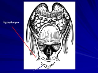 Hypopharynx
 