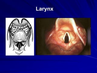 Larynx
 
