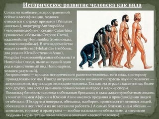 Историческое развитие человека как вида
Согласно наиболее распространенной
сейчас классификации, человек
относится к отряду приматов (Primates
«князья»), подотряду Аnthropoidea
(человекоподобные), секции Catarrhina
(узконосые, обезьяны Старого Света),
надсемейству Hominoidea (гоминоиды,
человекоподобные). В это надсемейство
входят семейства Hylobatidae (гиббоны,
два рода из Юго-Восточной Азии),
Роngidae (человекообразные обезьяны) и
Hominidae (люди, ныне живущий один
род и единственный вид Homo sapiens,
человек разумный).
 Антропогенез — процесс исторического развития человека, того вида, к которому
 принадлежим все мы. Иногда антропогенезом называют и отрасль науки о человеке —
 антропологии, изучающую эволюцию человека. Так как эта отрасль касается нас более
 всех других, она всегда вызывала повышенный интерес и жаркие споры.
 Поскольку близость человека к обезьянам бросалась в глаза даже первобытным людям,
 у многих племен Африки и Южной Азии имелись предания о происхождении людей
 от обезьян. (По другим поверьям, обезьяны, наоборот, происходят от ленивых людей,
 сбежавших в лес, чтобы их не заставили работать.) А самых близких к нам обезьян —
 шимпанзе, гориллу и орангутана — вообще называли не обезьянами, а «лесными
 людьми» («орангутан» по-малайски и означает «лесной человек»).
 