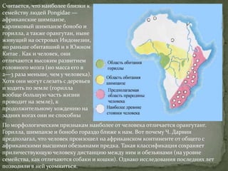 Считается, что наиболее близки к
семейству людей Pongidae —
африканские шимпанзе,
карликовый шимпанзе бонобо и
горилла, а также орангутан, ныне
живущий на островах Индонезии,
но раньше обитавший и в Южном
Китае . Как и человек, они
отличаются высоким развитием
головного мозга (но масса его в
2—3 раза меньше, чем у человека).
Хотя они могут слезать с деревьев
и ходить по земле (горилла
вообще большую часть жизни
проводит на земле), к
продолжительному хождению на
задних ногах они не способны
По морфологическим признакам наиболее от человека отличается орангутанг.
Горилла, шимпанзе и бонобо гораздо ближе к нам. Вот почему Ч. Дарвин
предполагал, что человек произошел на африканском континенте от общего с
африканскими высшими обезьянами предка. Такая классификация сохраняет
приличествующую человеку дистанцию между ним и обезьянами (на уровне
семейства, как отличаются собаки и кошки). Однако исследования последних лет
позволили в ней усомниться.
 