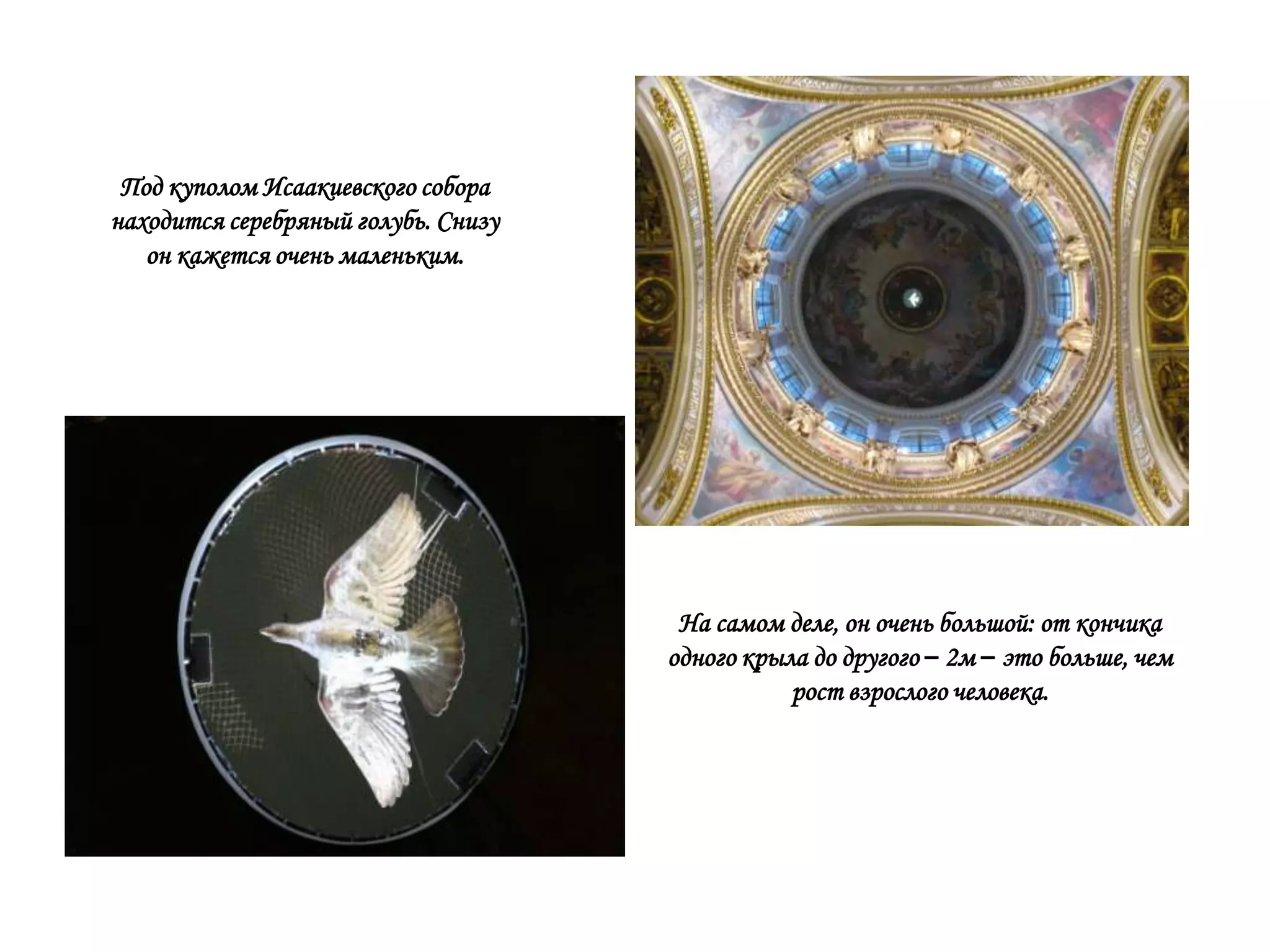 Под куполом Исаакиевского собора
находится серебряный голубь. Снизу
   он кажется очень маленьким.




                                      На самом деле, он очень большой: от кончика
                                     одного крыла до другого – 2м – это больше, чем
                                                рост взрослого человека.
 