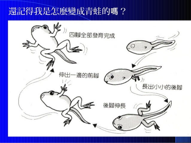 昆蟲成長