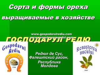Сорта и формы ореха
выращиваемые в хозяйстве

        www.gospodarulrediu.com

 ГОСПОДАРУЛ РЕДЮ
       www.renastereanucului.com




         Редюл де Сус,
       Фалештский район,
           Республика
            Молдова
 
