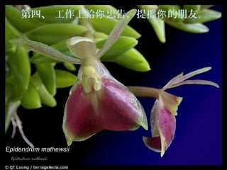 第四、 工作上給你 忠告，提攜你 的朋友。




Epidendrum mathewsii
 