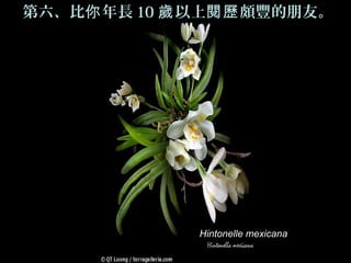 第六、比你 年長 10 歲 以上閱歷 頗豐的朋友。




              Hintonelle mexicana
 