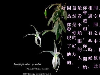 好因竟最你相間人
                           會
                      。為然看 遇空與
                           發
                       你是不 ，間人
                       發   現
                         你順 有之在
                       現的 ，
                          眼 些中不
                       了好 你
                          的一時，同
                       他友
                          人開候彼的
Homapetalum pumilio    的，
                          ，始，此時
 