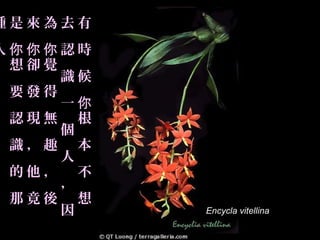 種是來為去有
人你你你認時
  想卻覺
。     識候
  要發得
      一你
  認現無 根
      個
  識，趣 本
      人
  的他， 不
      ，
  那竟後 想
      因    Encycla vitellina
 