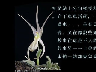 知是站上公句樣受種
                。充下車車話就，一
                    滿車，，，是有見
                    變，又在像說些如
                    數事在這是不人故
                    與事另一一上你的
                    未總一站部幾怎感

Homalopetallum pumilo
 