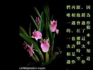 們再跟，因
                      唯相他錯為
                      一遇會過你
                           根
                      的，在了
                           本
                      一也哪這
                        個 不
                      次許 次
                        時 知
                      相是 ，
                        空 道
                      遇你 你
Lemboglossum majale
 