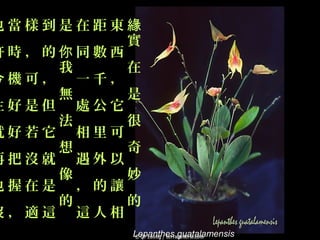 也當樣到是在距東緣
         實
許時，的你同數西
    我    在
今機可， 一千，
    無    是
生好是但 處公它
    法    很
就好若它 相里可
    想    奇
再把沒就 遇外以
    像    妙
也握在是 ，的讓
    的    的
沒，適這 這人相
         Lepanthes guatalamensis
 