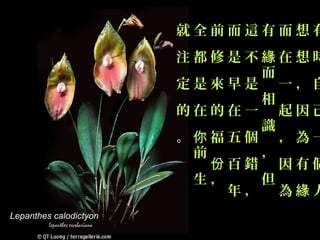 就全前而這有而想有
                        注都修是不緣在想時
                              而
                        定是來早是 一，自
                              相
                        的在的在一 起因己
                              識
                        。你福五個 ，為一
                         前    ，
                           份百錯 因有個
                         生，   但
                            年， 為緣人
Lepanthes calodictyon
 