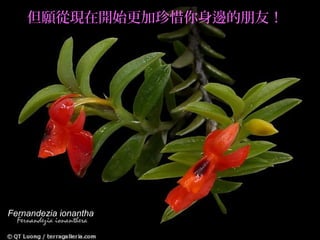 但願從現在開始更加珍惜你身邊的朋友！




Fernandezia ionantha
 