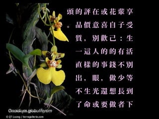 頭的評在或花輩享
                        。品價意喜自子受
                         質，別歡己：生
                         一這人的的有活
                         直樣的事錢不別
                         出，眼，做少等
                         不生光還想長到
                         了命或要做者下
Oncidium globuliferum
 