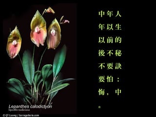 中年人
                        年以生
                        以前的
                        後不秘
                        不要訣
                        要怕：
                        悔，中
Lepanthes calodictyon   。
 
