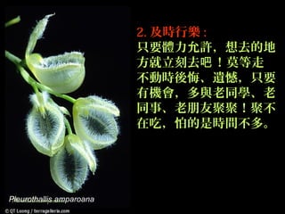 2. 及時行樂 :
                          只要體力允許，想去的地
                          方就立刻去吧 ！莫等走
                          不動時後悔、遺憾，只要
                          有機會，多與老同學、老
                          同事、老朋友聚聚！聚不
                          在吃，怕的是時間不多。




Pleurothallis amparoana
 
