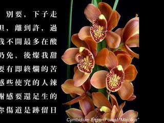 ，別要，下子走
但，離到許，過
我不開最多在酸
仍免，後燦我甜
要有即終爛的苦
感些使究的人辣
謝感要還足生的
你傷道是跡留日
。         Cymbidium Enzan Forest “Majolica”
 