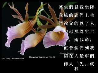 著生們見我坐降
                       我旅的到們上生
                       們途父的以了人
                       。中母那為生世
                        一，兩我命，
                        直會個們列我

Galeandra batermanii    陪在人最車們



                             --
                        伴人       先。就
                             我
 