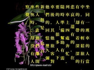 察座些新他車要隨列悲有中坐




          …
覺位人          們後的時車哀的，同
         但




                               …
。時，          的，人準上                 却有一
         是                     還




                      …
 ，當          回其           備四       帶的班
         ，            很        有
 却他      幫處 着輕車
             憶他
    也   多助 的
 没們 歷旅    奔 深鬆的
    有久 人有 ，
 有離   客   忙 深旅人
    一彌 下需 在
 人開   對   ， 的行當
 Micropera rostrata
 