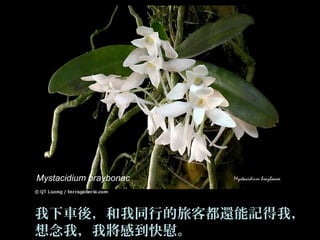 Mystacidium braybonac



我下車後，和我同行的旅客都還能記得我，
想念我，我將感到快慰。
 