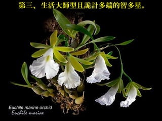 第三、生活大師型且詭計多端的智多星。




Euchile marine orchid
 