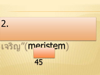 2.

     meristem
      45
 