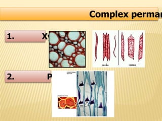 Complex perman
1. Xylem
2. Phloem