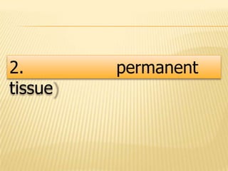 2. permanent
tissue