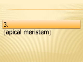 3.
apical meristem