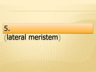 5.
lateral meristem