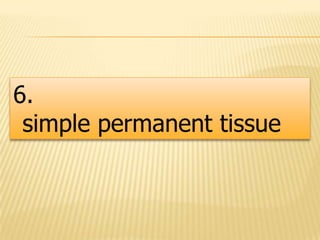 6.
simple permanent tissue